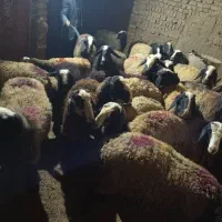 چـ.هار.صـ.ـد راس seroi  گوسفند seroi چندقــلــو.زا|حیوانات مزرعه|سیدان, |دیوار