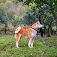 فروش آکیتا ژاپنی|سگ|چابکسر, |دیوار