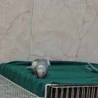 مرغ عشق نر هر سه تا نر|پرنده|رضویه, |دیوار