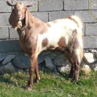 بز نر اصیل پاکستانی تخمی|حیوانات مزرعه|خوی, |دیوار
