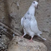 طوق کرمانی|پرنده|سی‌سخت, |دیوار