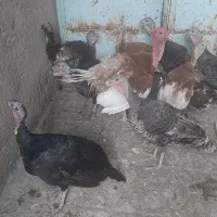 بوقلمون|حیوانات مزرعه|طبس, |دیوار