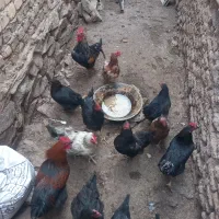 مرغ خروس