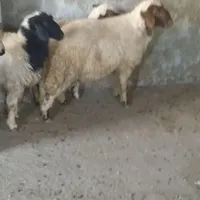 بره|حیوانات مزرعه|کرمانشاه, |دیوار