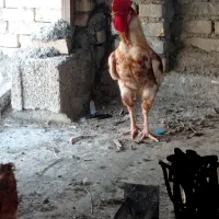 خروس محلی