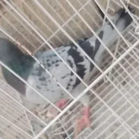 مگس|پرنده|زابل, |دیوار