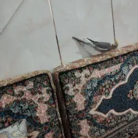 عروس هلندی سخنگو|پرنده|کبودرآهنگ, |دیوار