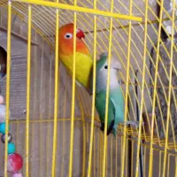 طوطی برزیلی ومرغ عشق|پرنده|تهران, سردارجنگل|دیوار