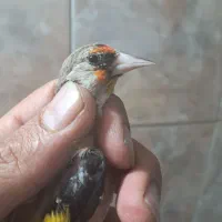 سهره|پرنده|شیراز, سعدیه شمالی|دیوار