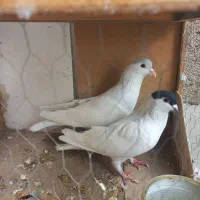 کفتر|پرنده|چهاردانگه (تهران), |دیوار