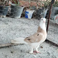 کبوتر شازده زرد هفت رنگ  پا چکمه کاکل