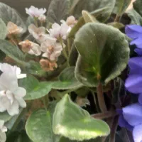 گل بنفشه|گل و گیاه طبیعی|شاندرمن, |دیوار