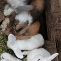 خرگوش زیباورنگارنگ|موش و خرگوش|بندر انزلی, پیل علی باغ|دیوار