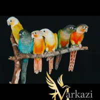 خرید و فروش انواع طوطی گرینجیک|پرنده|بندرعباس, |دیوار