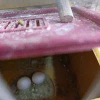 طوطی برزیلی.مرغ عشق|پرنده|ایذه, |دیوار