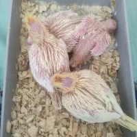 جوجه عروس هلندی|پرنده|شیراز, شهرک جماران|دیوار