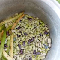 لوبیا