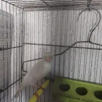 قناری مست مست