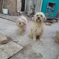 سگ پا کو تا|سگ|قم, منبع آب|دیوار