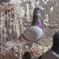 کبوتر مسافتی فیلی معاوضه
