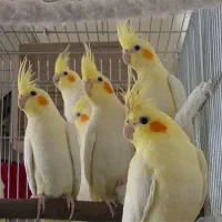 فروش انواع عروس هلندی بالغ نر و ماده اماده جفت