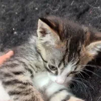 بچه گربه های ۲ماهه نر