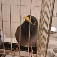 هایپر پرندگان|پرنده|بیجار, |دیوار