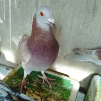 کبوتر رنگی پلاکی ساعتی|پرنده|شاهین‌شهر, گرگاب|دیوار