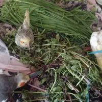 عروس هلندی