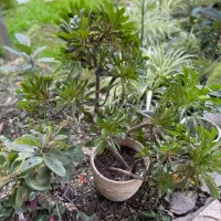 گل وگیاه|گل و گیاه طبیعی|آستانه اشرفیه, |دیوار