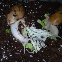 حلزون بالغ ومولد