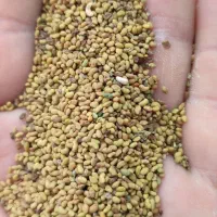 بذر یونجه گرمسیری