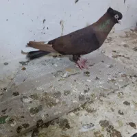 سوسنی و صرب|پرنده|مسجد سلیمان, |دیوار