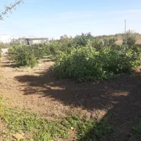 ۱۰۰۰متر زمین با امتیاز|فروش زمین و ملک کلنگی|طبقده, |دیوار