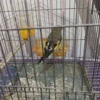 سره ماده و کوتوله سخنگو نر