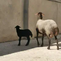 گسفند داشتی عالی|حیوانات مزرعه|قائمشهر, |دیوار