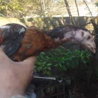 چهارتا جوجه لار|حیوانات مزرعه|بندر انزلی, لیچارگی حسن رود|دیوار