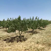 باغ پسته ۲.۵هکتار ۱۰ساله۱۲ساعت اب ۲۰کیلومتری مشهد|فروش دفتر صنعتی، کشاورزی، تجاری|مشهد, تبادکان|دیوار