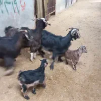 بزغاله(بزوبزغاله)گوسفند