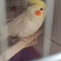 جوجه عروس هلندی ویکی ماده یک ساله|پرنده|خمین, |دیوار