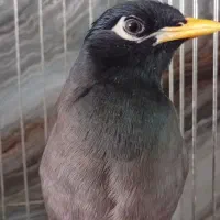 مرغ مینا