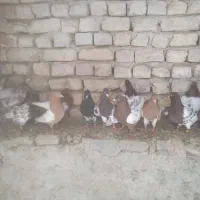 کله ای سینه ای