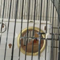 عروس هلندی لوتینو وسینامون با۲قفس ولوازم|پرنده|فردیس, فردیس|دیوار