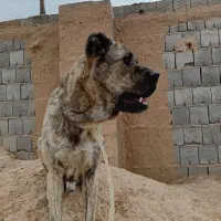 فروش سگ نر|سگ|ابرکوه, |دیوار