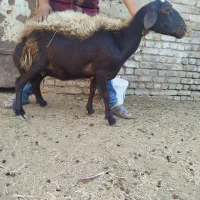 توقولی شیره دار ابستن