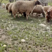 فروش یک راس قوچ یا ورن سنجابی