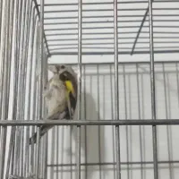 سهره 3عدد و یکی جوجه سهره نر|پرنده|خسروشاه, |دیوار