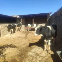 فروش سه عدد گوساله نر