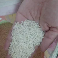 نیمدانه هاشمی نیمه دودی آستانه اشرفیه