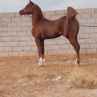 اسب کرد اصیل نزدیک به چهار ماه آبستن از عرب|اسب و تجهیزات اسب‌سواری|آباده, |دیوار